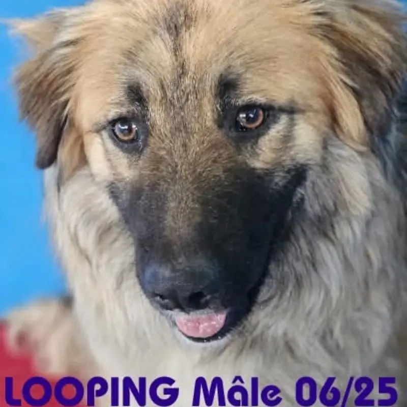 Looping
