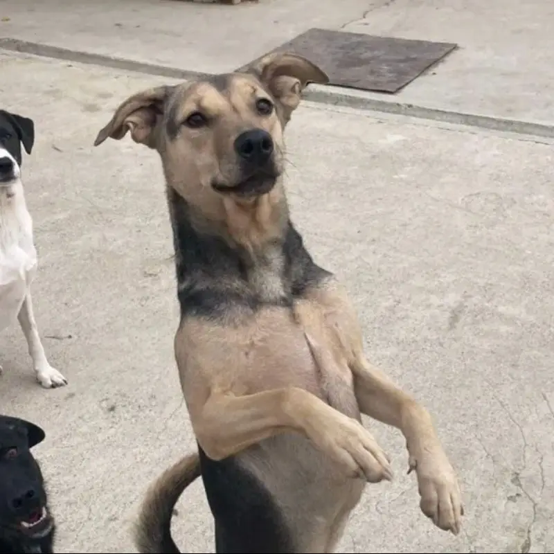 Max