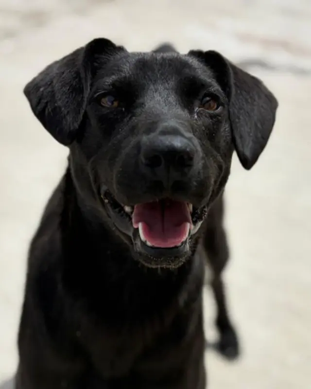 Laika