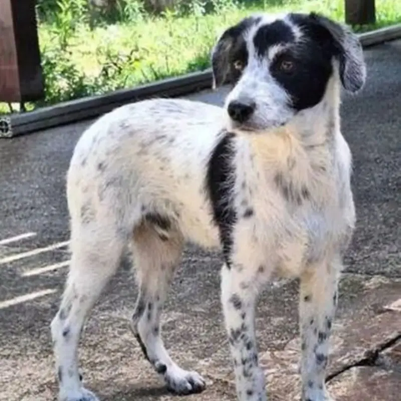 Domino