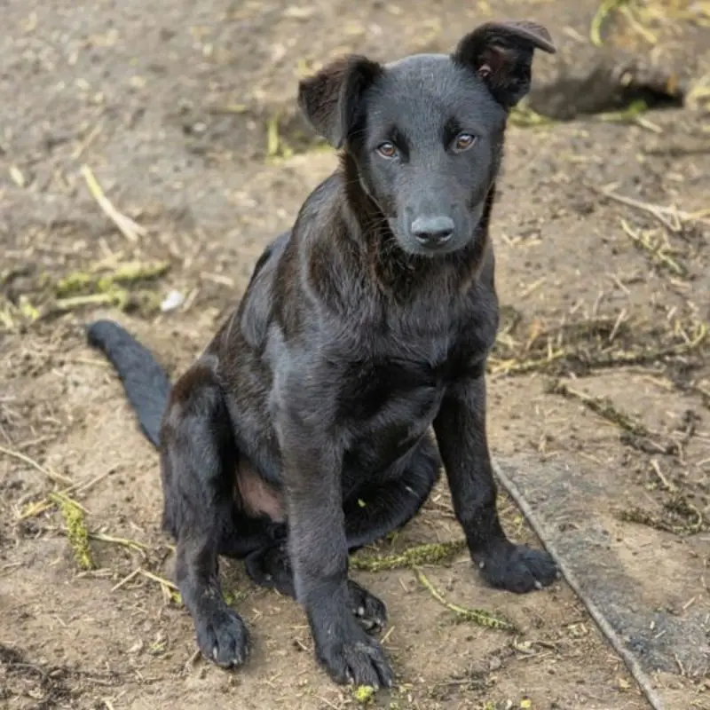 Kalei