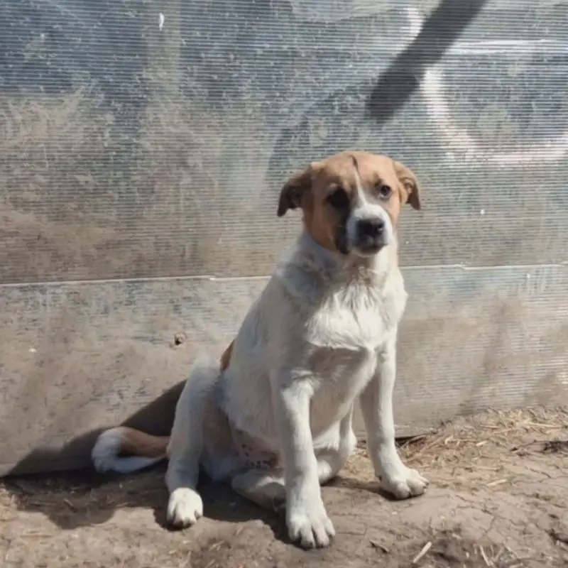 Crooki
