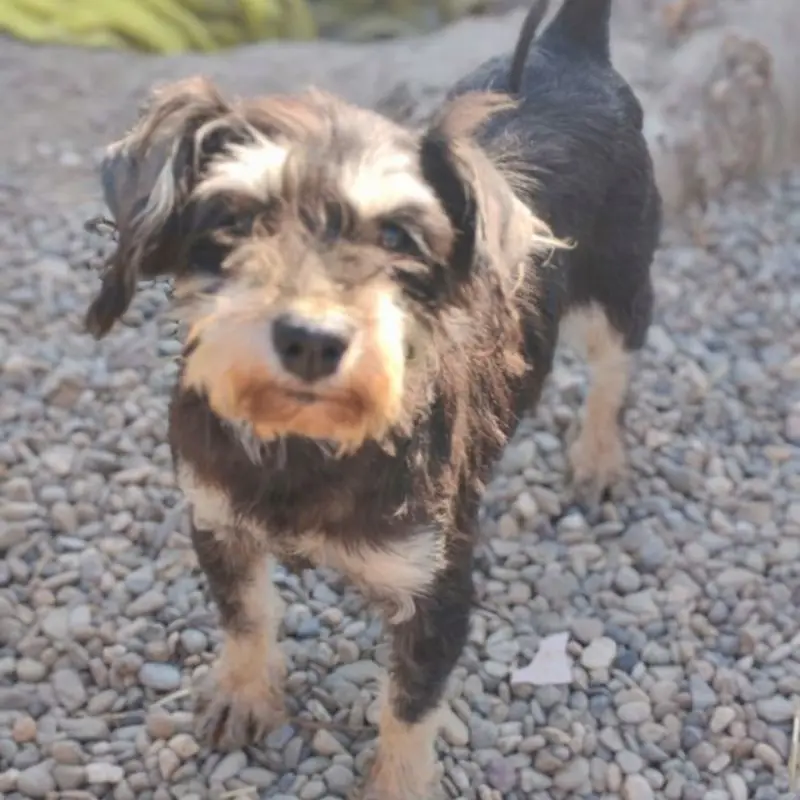 Lila