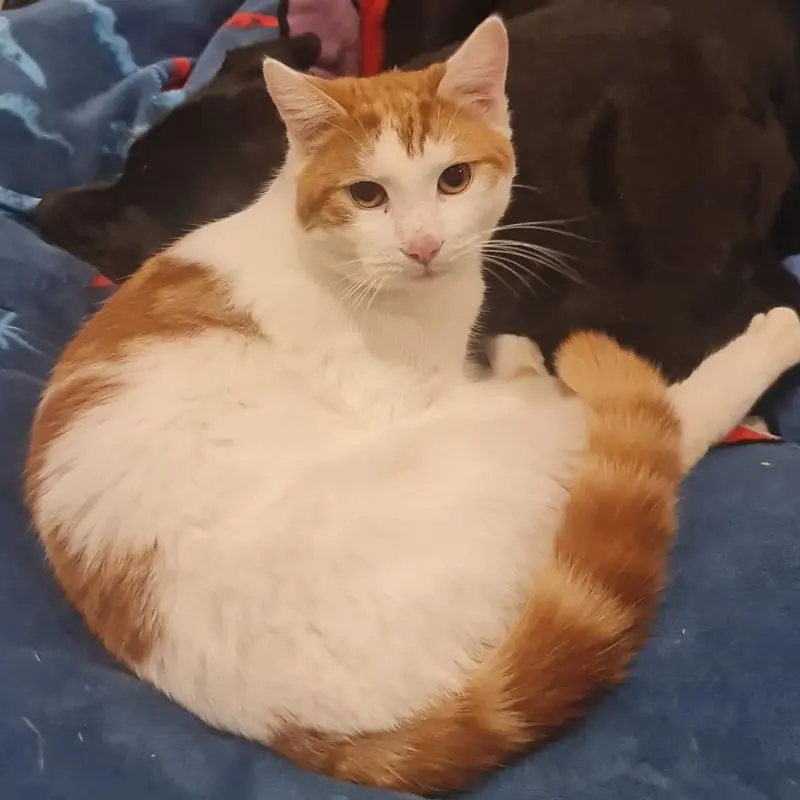 Legato