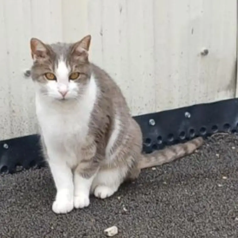 Frimousse