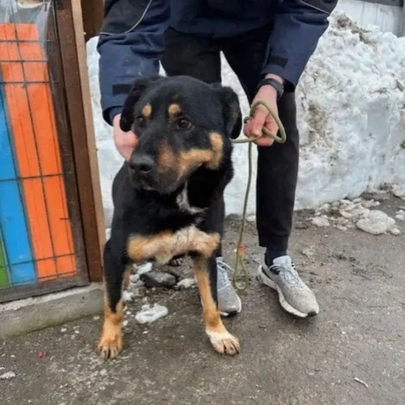 Apolo