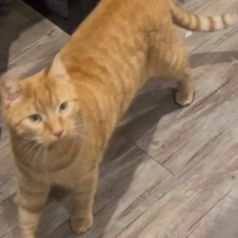 Caramel