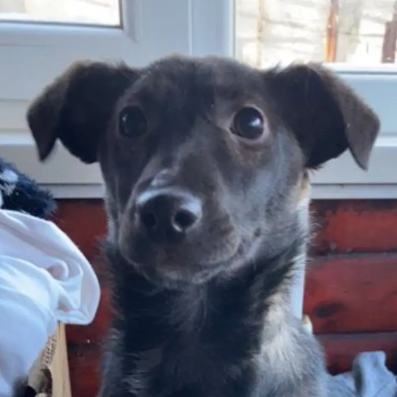 Zuko