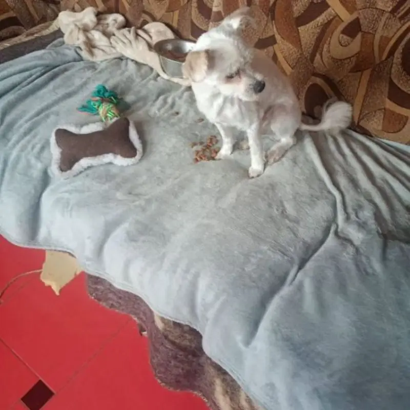 Toby (pufulete)