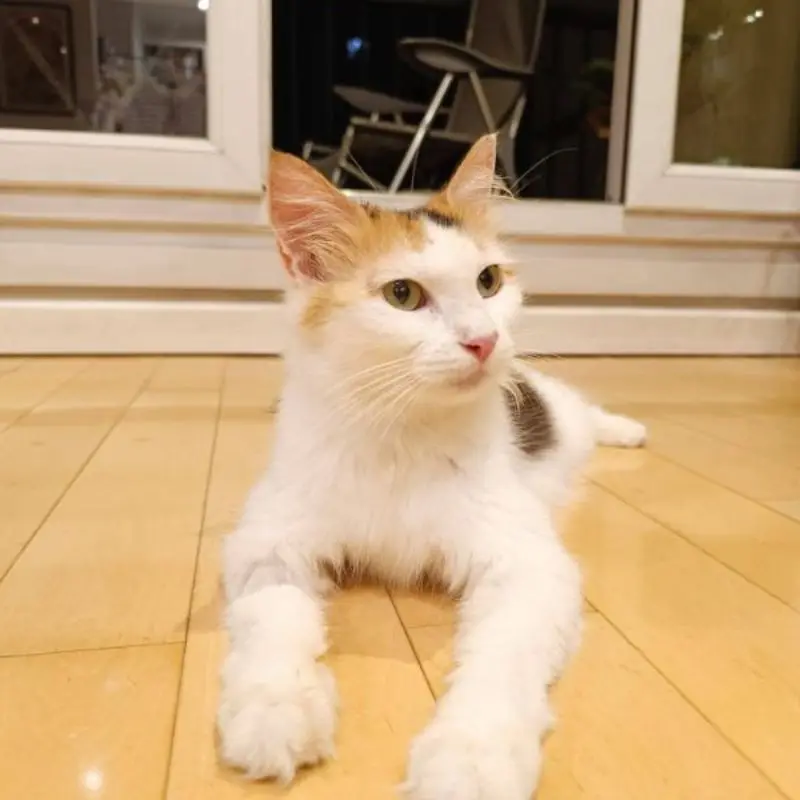 Pénélope