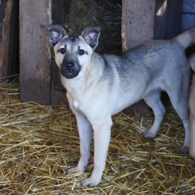 Vulca