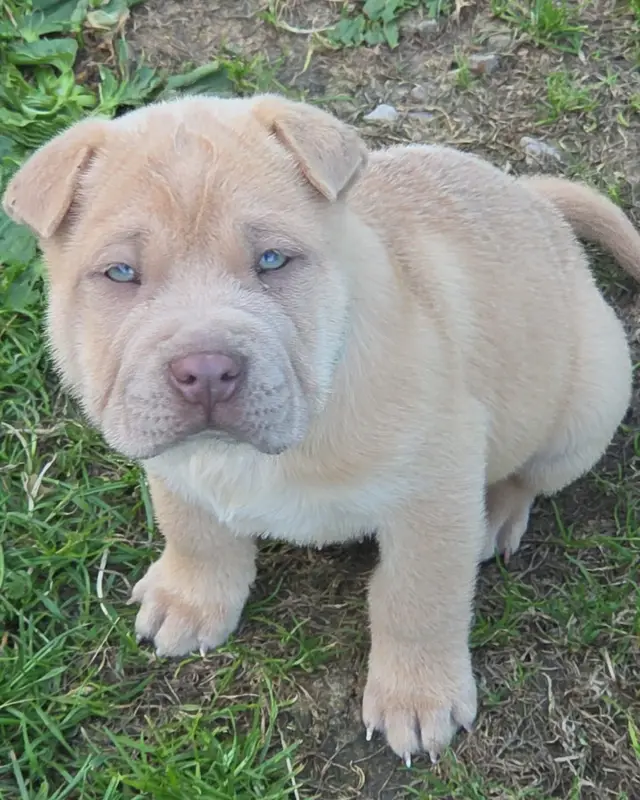 Baxter
