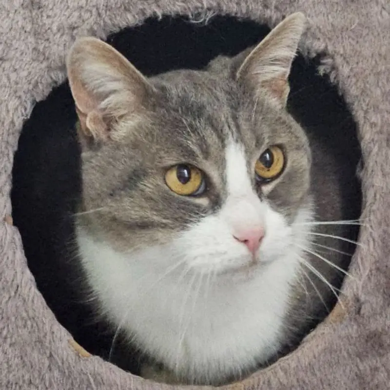 Mirabelle