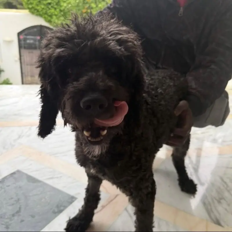 Blacky