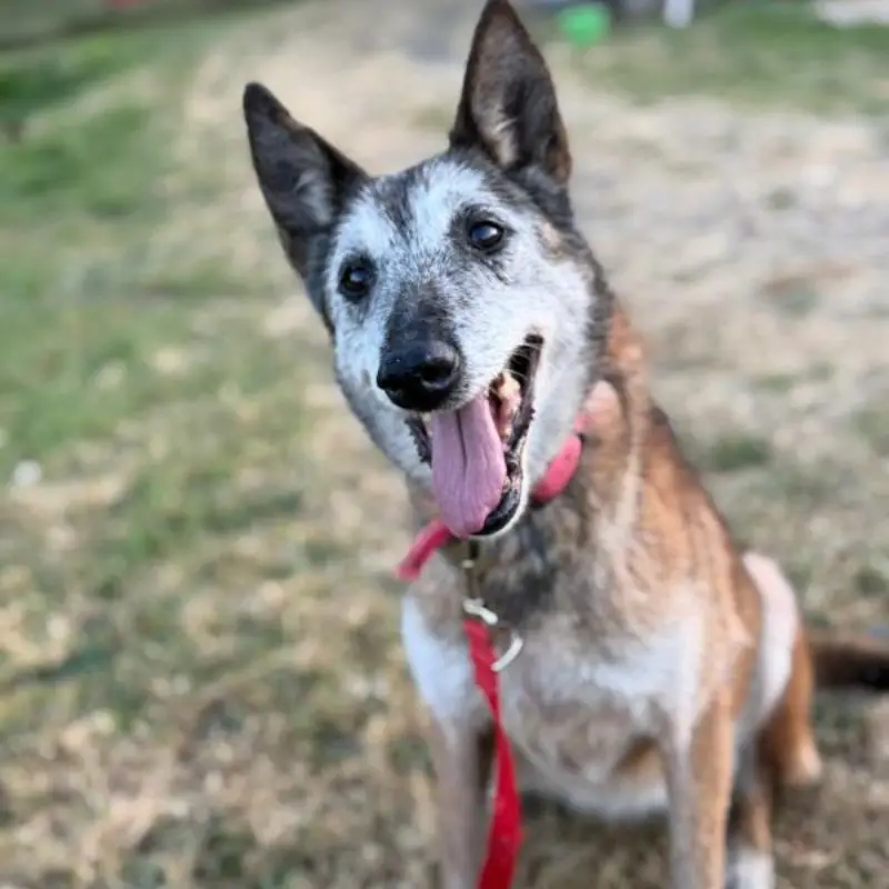 Melba