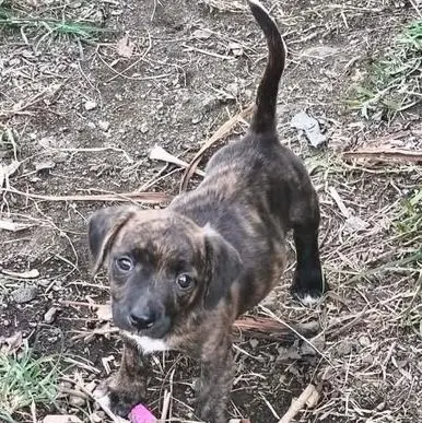 Nora