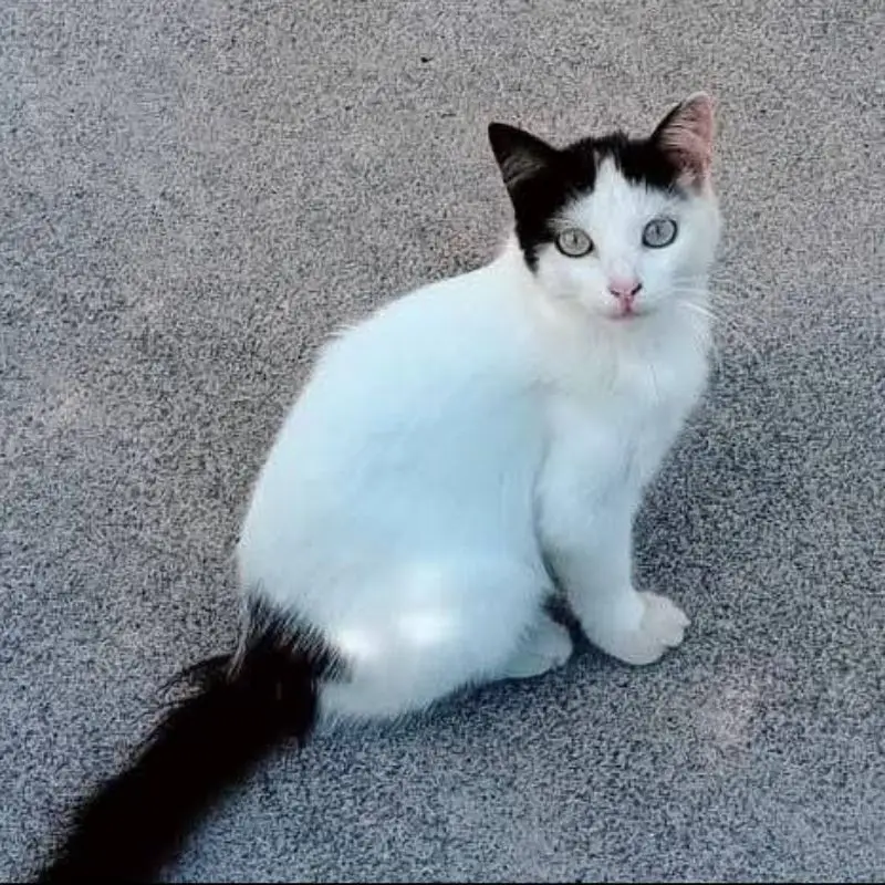 Aldo