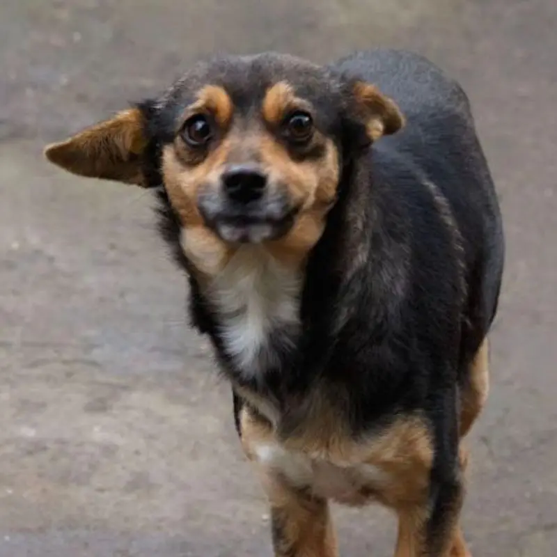 Tara