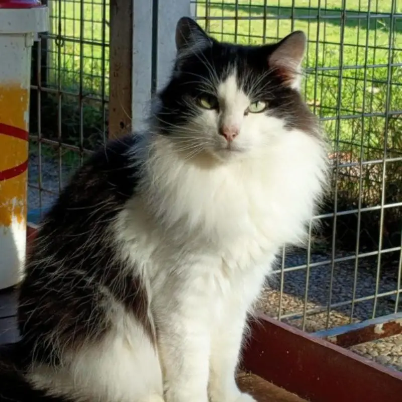 Uvocat