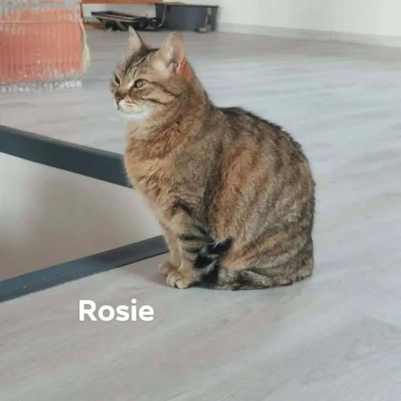 Rosie