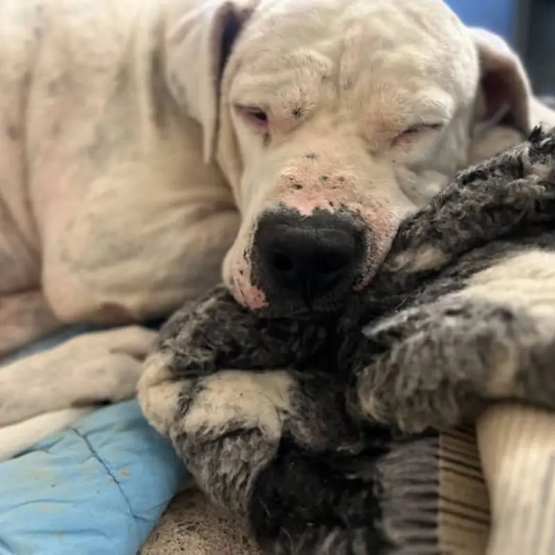 Odin