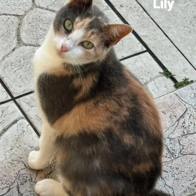 Lily