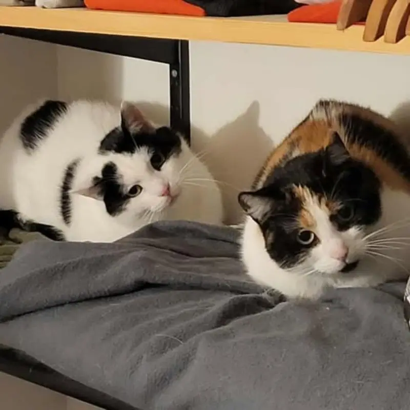 Luna Et Mimi