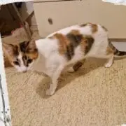 Bella