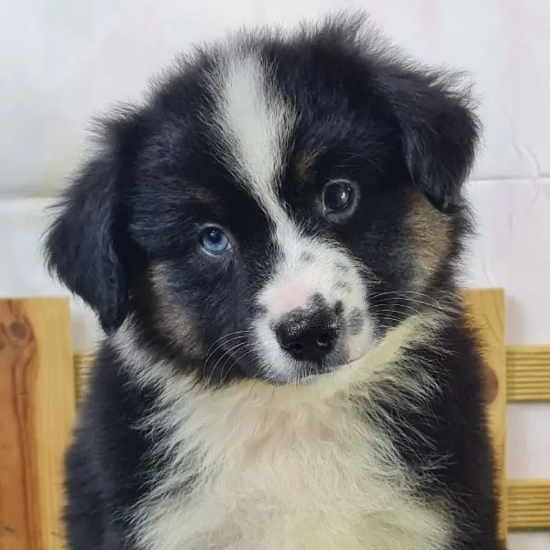 Baloo