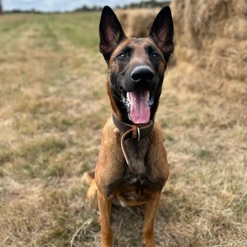 Tobi