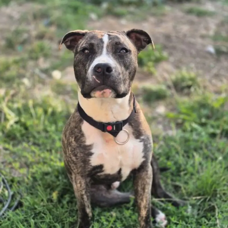 Tuco