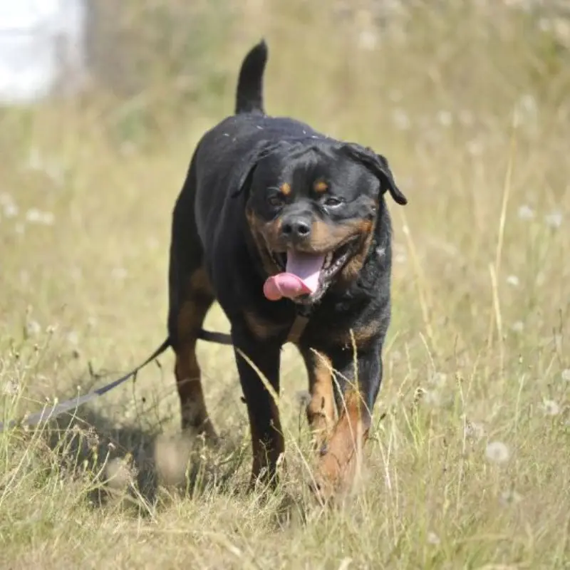Roscoe