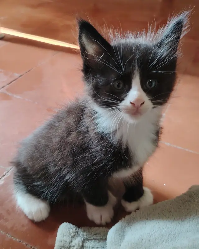 Bonbon
