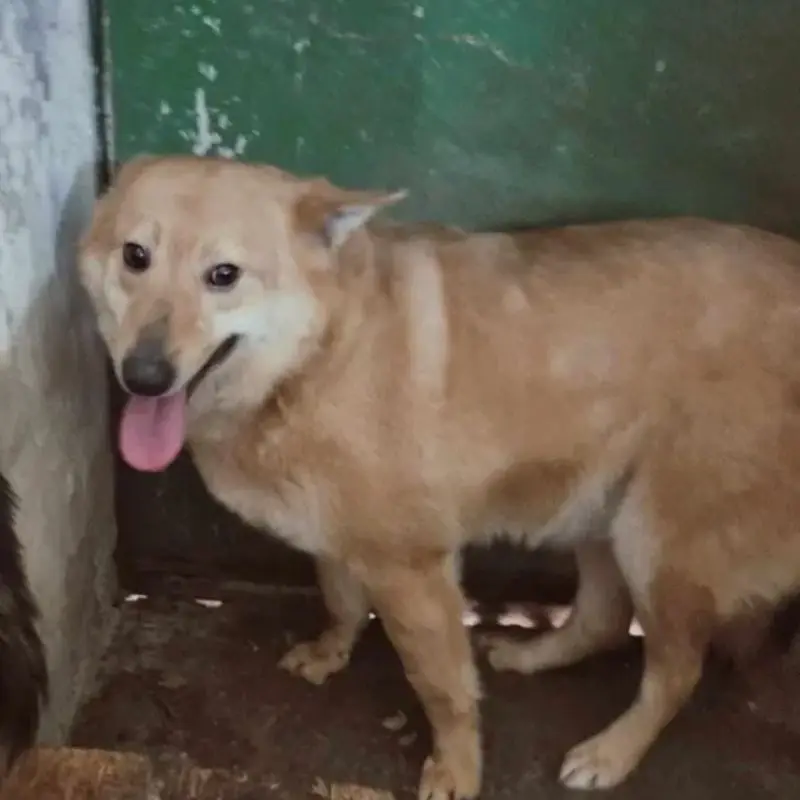 Ulko