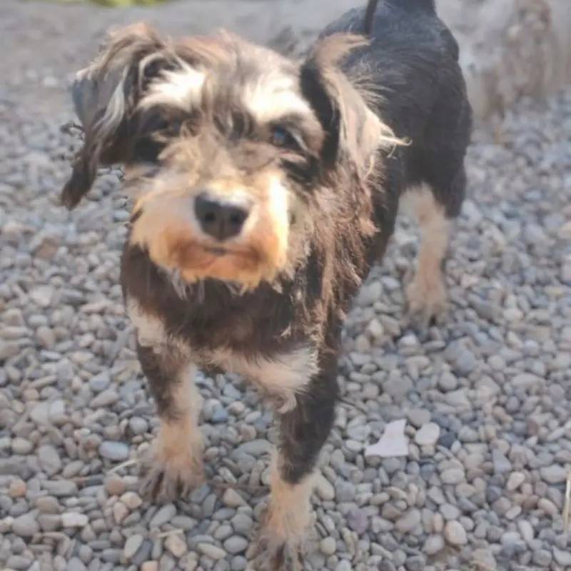 Lila
