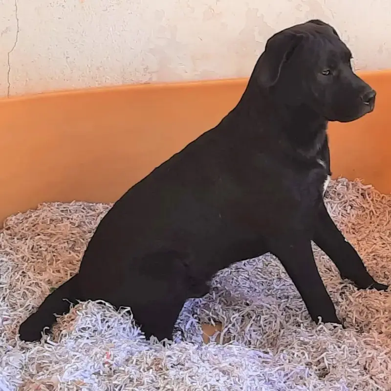 Negro