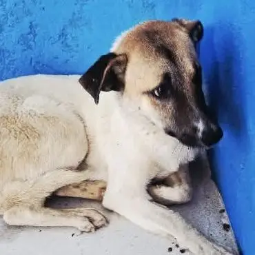 Ramses