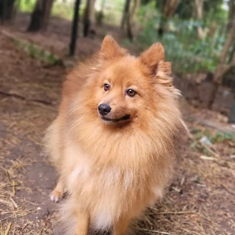 Roxy