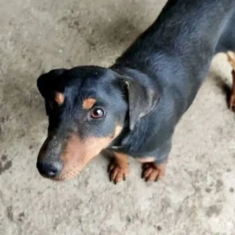 Uma