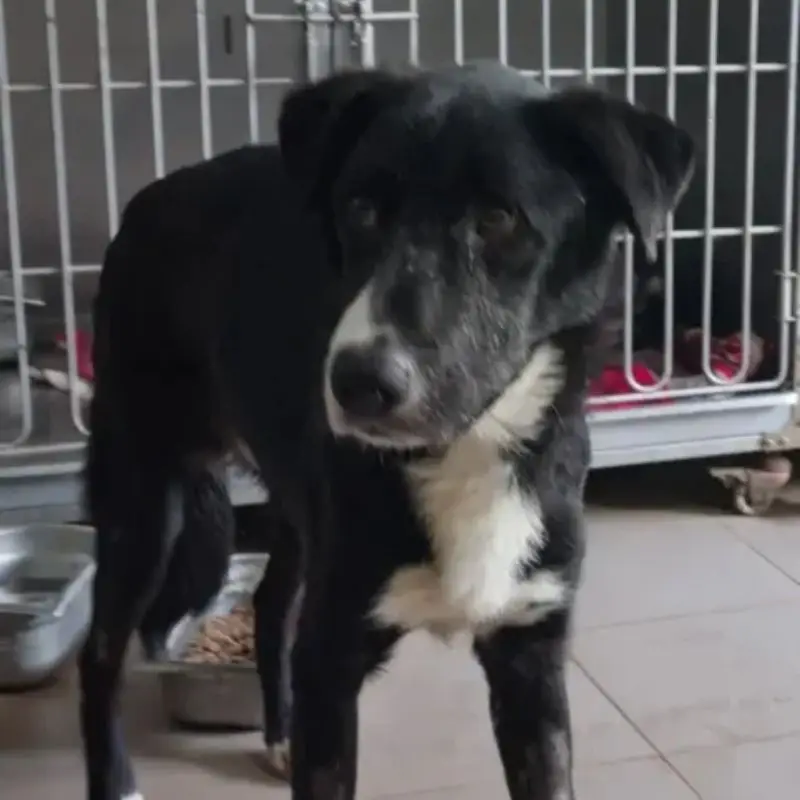 Zorro