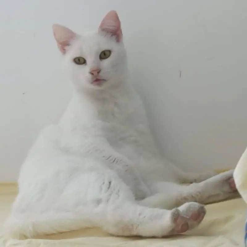 Blanquette