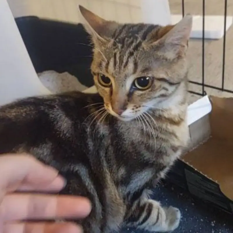 Catimini