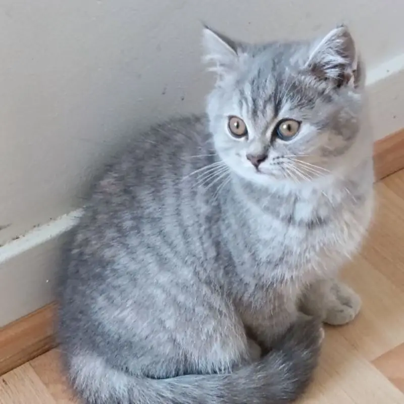 Bella