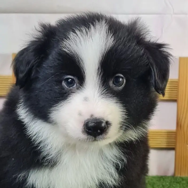 Baxter