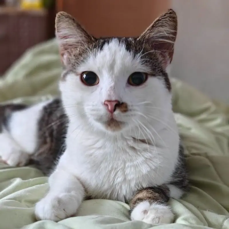 Loki