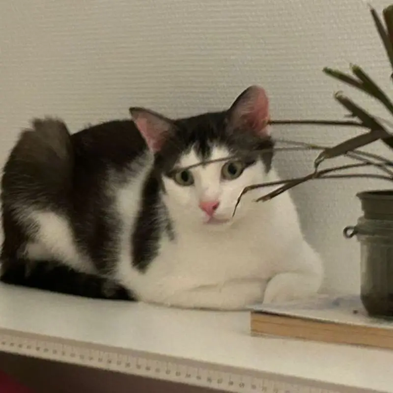 Tor