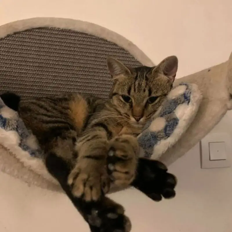 Pippa