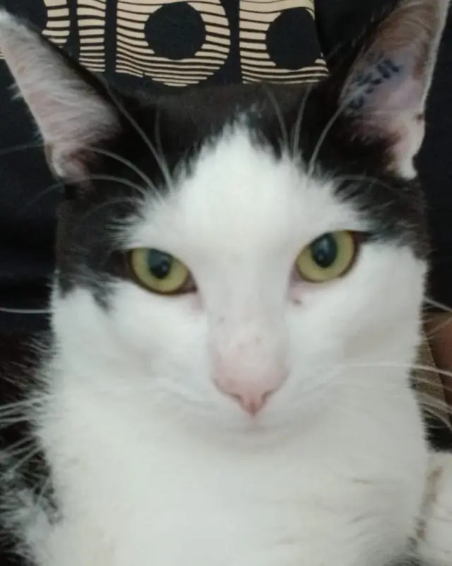 Bagheera