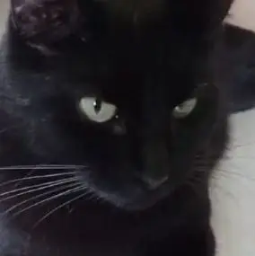 Lio