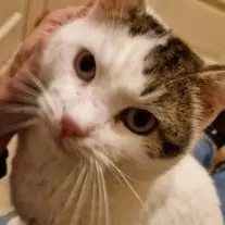 Babibel